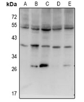 Anti-ISG20L2 Antibody