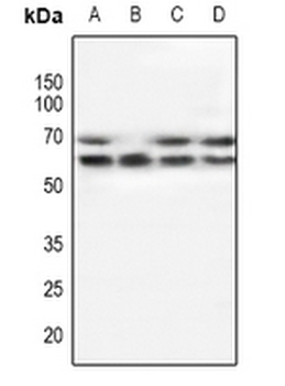 Anti-POTEG Antibody