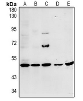 Anti-MYPT3 Antibody