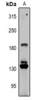 Anti-RGPD1/2/3/4/5/8 Antibody