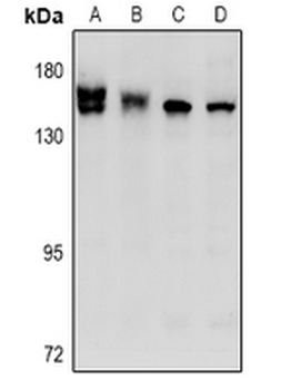 Anti-STK36 Antibody