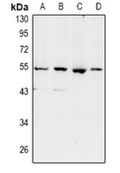 Anti-SHD Antibody