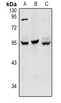 Anti-HNF4 alpha/gamma Antibody