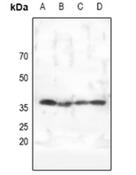 Anti-AMPK gamma 1/2/3 Antibody