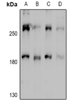 Anti-MYO10 Antibody