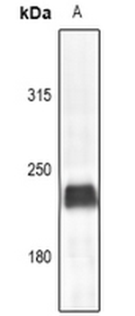 Anti-Myosin 6 Antibody