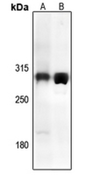 Anti-TRAP240 Antibody