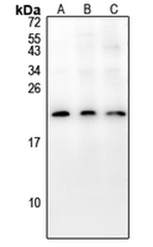 Anti-COX19 Antibody