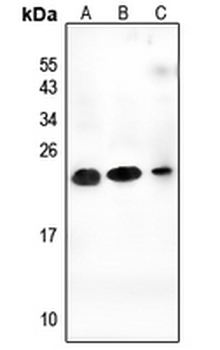 Anti-CEND1 Antibody