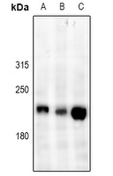 Anti-DOCK1 Antibody