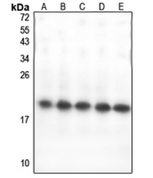 Anti-GPSM3 Antibody