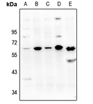 Anti-NIP45 Antibody