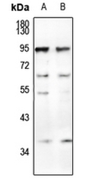 Anti-CD66a/b/c Antibody