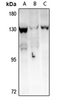 Anti-TAF4 Antibody