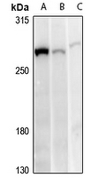 Anti-ANKRD26 Antibody