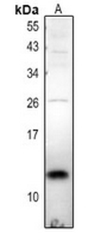 Anti-TCEAL7 Antibody
