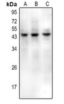 Anti-CD159a/c Antibody