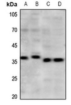 Anti-mPR gamma Antibody