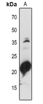 Anti-PSAD1/2 Antibody