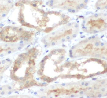 PADI2 Antibody