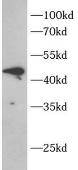 DHH Antibody