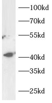 RCC1L Rabbit Polyclonal Antibody