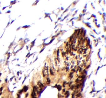 RCC1L Rabbit Polyclonal Antibody