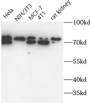 LPP Antibody