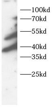STOML2 Antibody