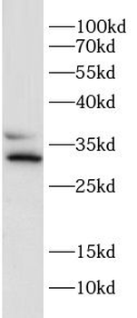 HAX1 Antibody