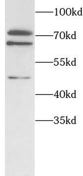 ITK Antibody