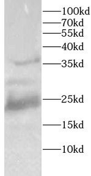HMGB1 Antibody