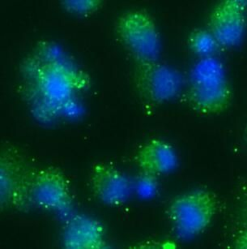 GJA1 Rabbit Polyclonal Antibody