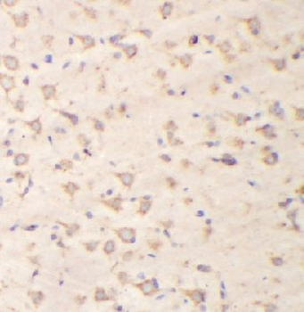 GRIN1 Rabbit Polyclonal Antibody