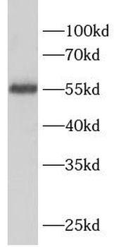 SELENBP1 Antibody