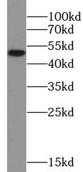LILRB4 Antibody