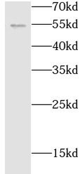 TNFRSF25 Antibody