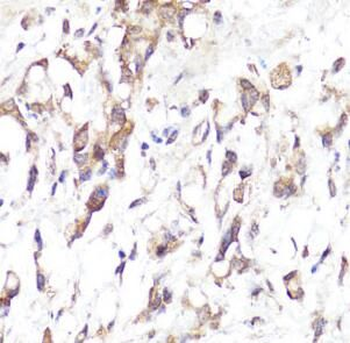 SELL Rabbit Polyclonal Antibody