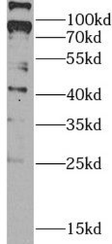 MAS1 Antibody
