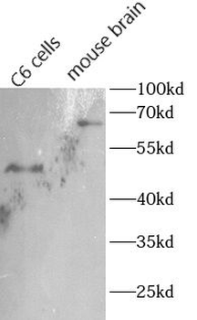 CHAT Antibody