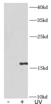 γ-H2AX Antibody
