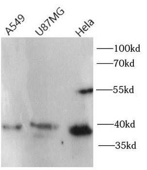 CXCR4 Antibody