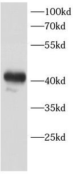 CAB39L Antibody