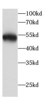 BECN1 Antibody