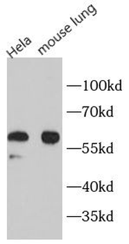 BECN1 Rabbit Polyclonal Antibody