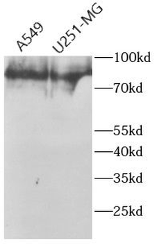 TICAM1 Antibody