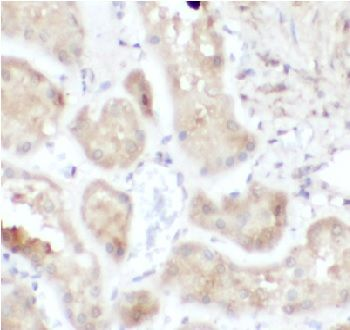 ATG12 Antibody