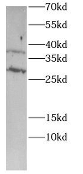 MLST8 Antibody