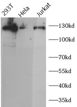 SIRT1 Antibody