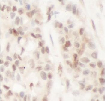 SIRT1 Rabbit Polyclonal Antibody